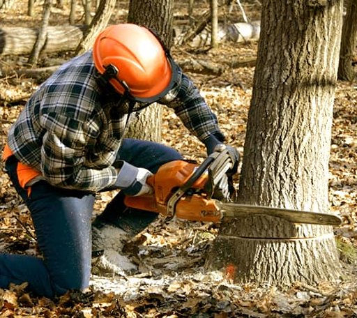 Tree Removal in Faith, SD